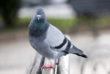Pigeon - Les volailles LOISEAU - Abattoir de volailles